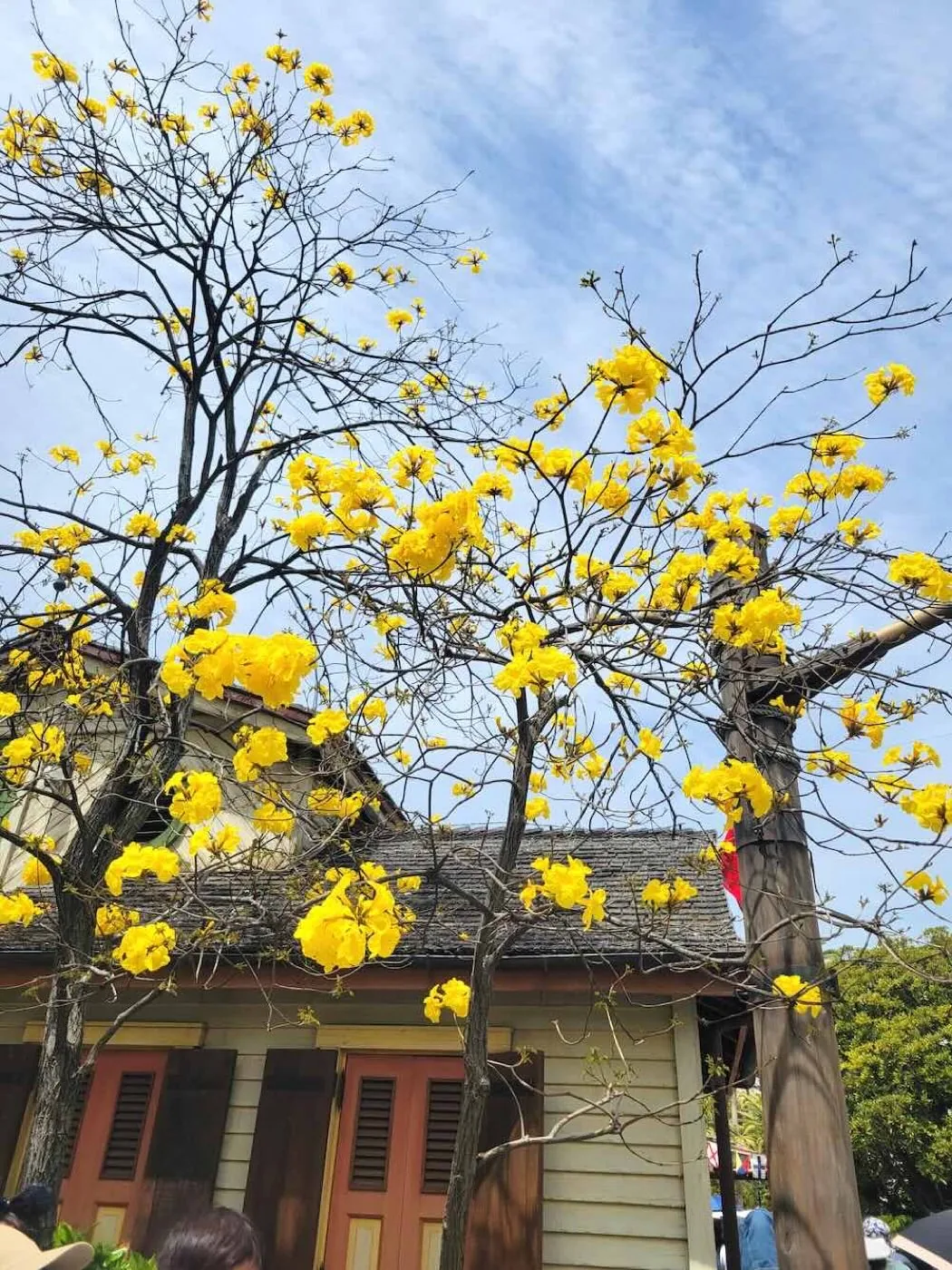 青空を背に黄金色の花を咲かせたコガネノウゼンの木