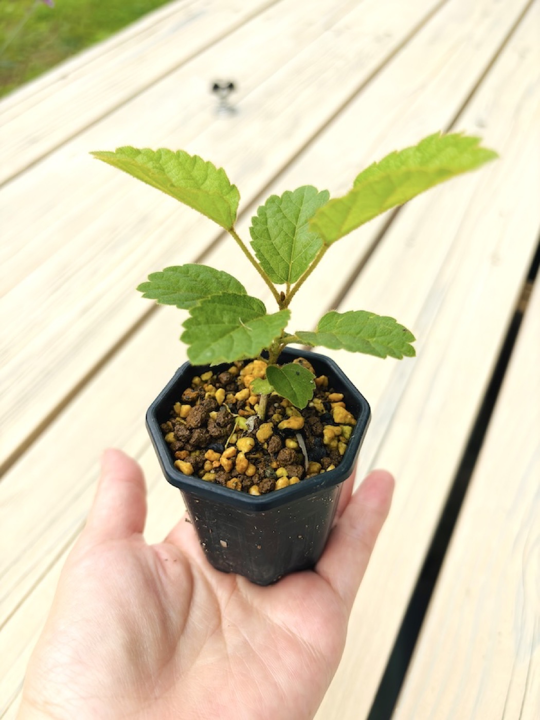 2号ポットに植え替えたコガネノウゼンの苗＿その2