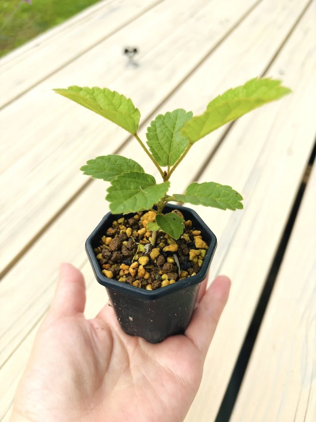 2号ポットに植え替えたコガネノウゼンの苗＿その2