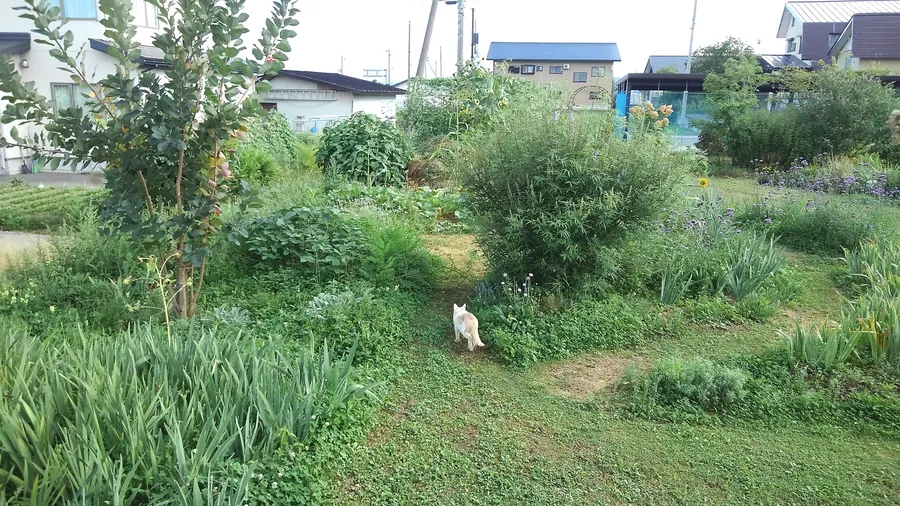 2019年の庭。まだ若いセイヨウニンジンボクと歩く猫