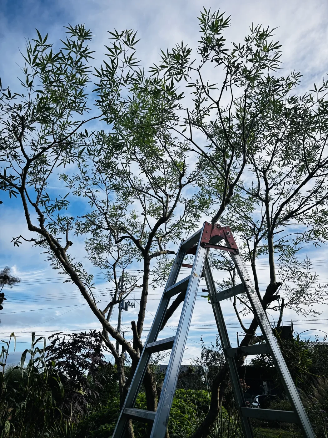 剪定後のセイヨウニンジンボクを下から見上げたところ。枝の間から空と脚立が見える
