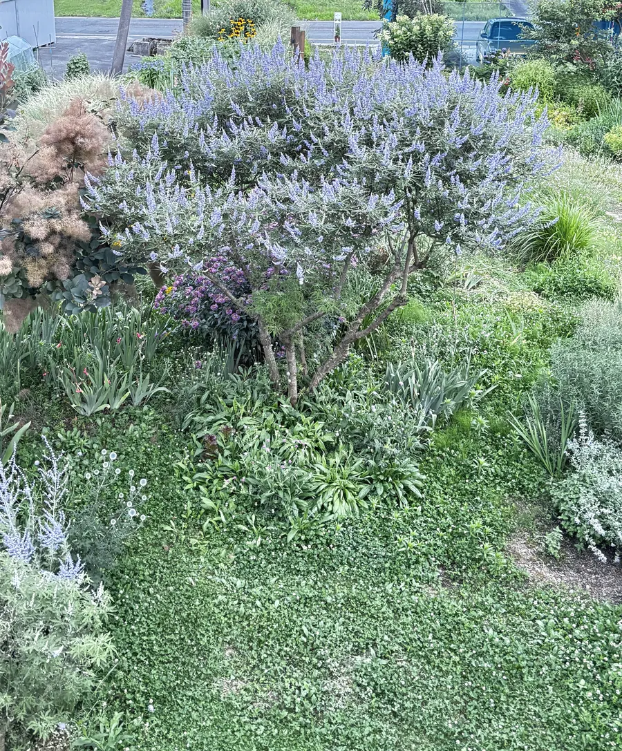 7月に咲いたセイヨウニンジンボク。薄紫の花穂が株いっぱいに立ち上がっている