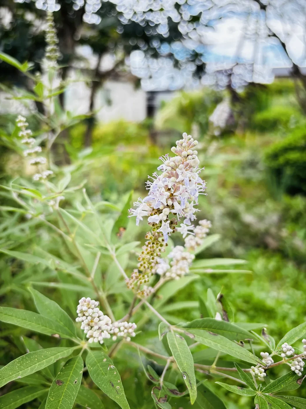 こぼれ種から育ったセイヨウニンジンボクの花。白に近い淡い色の花穂