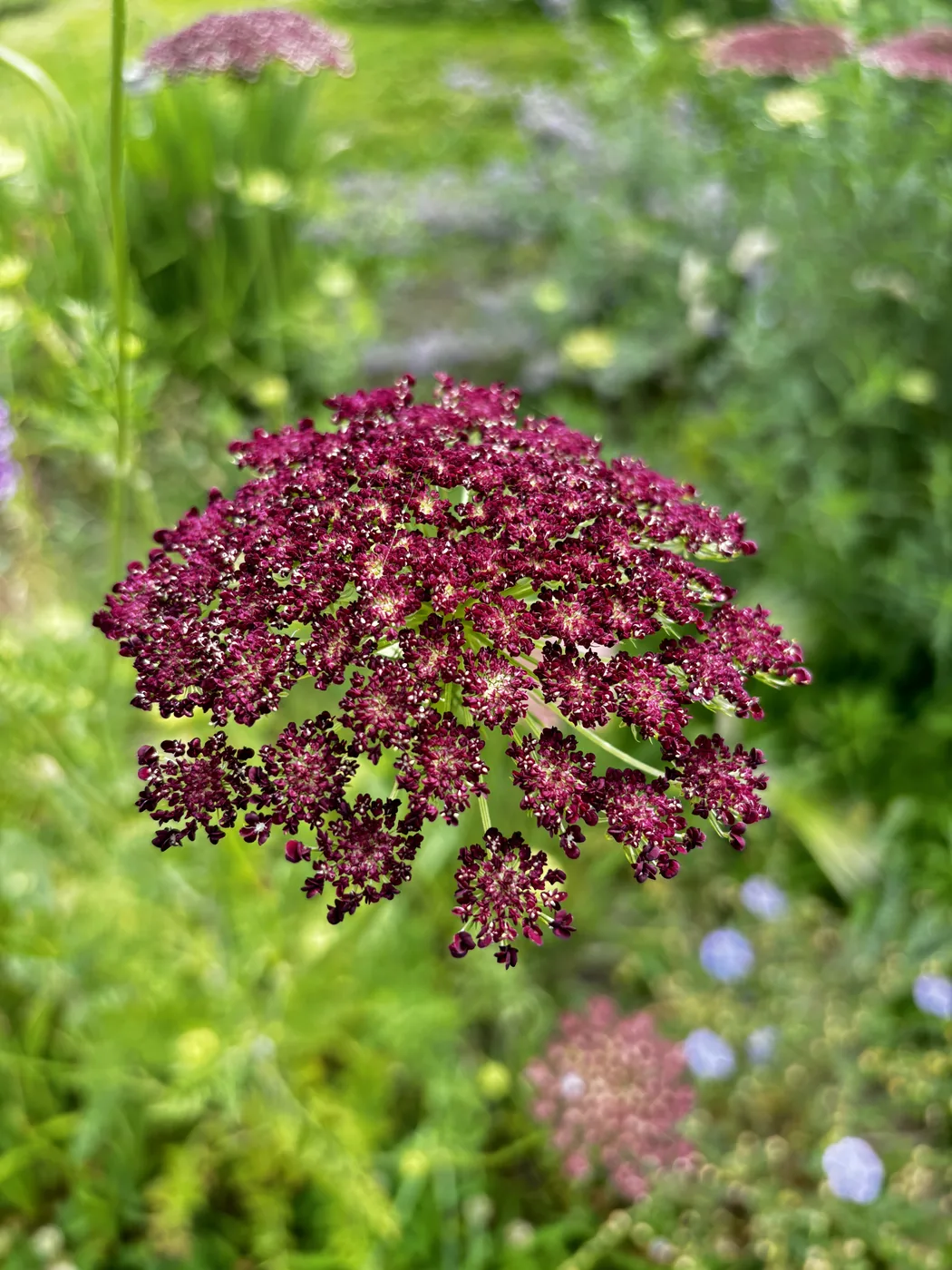 ブラックレースフラワーの花のアップ