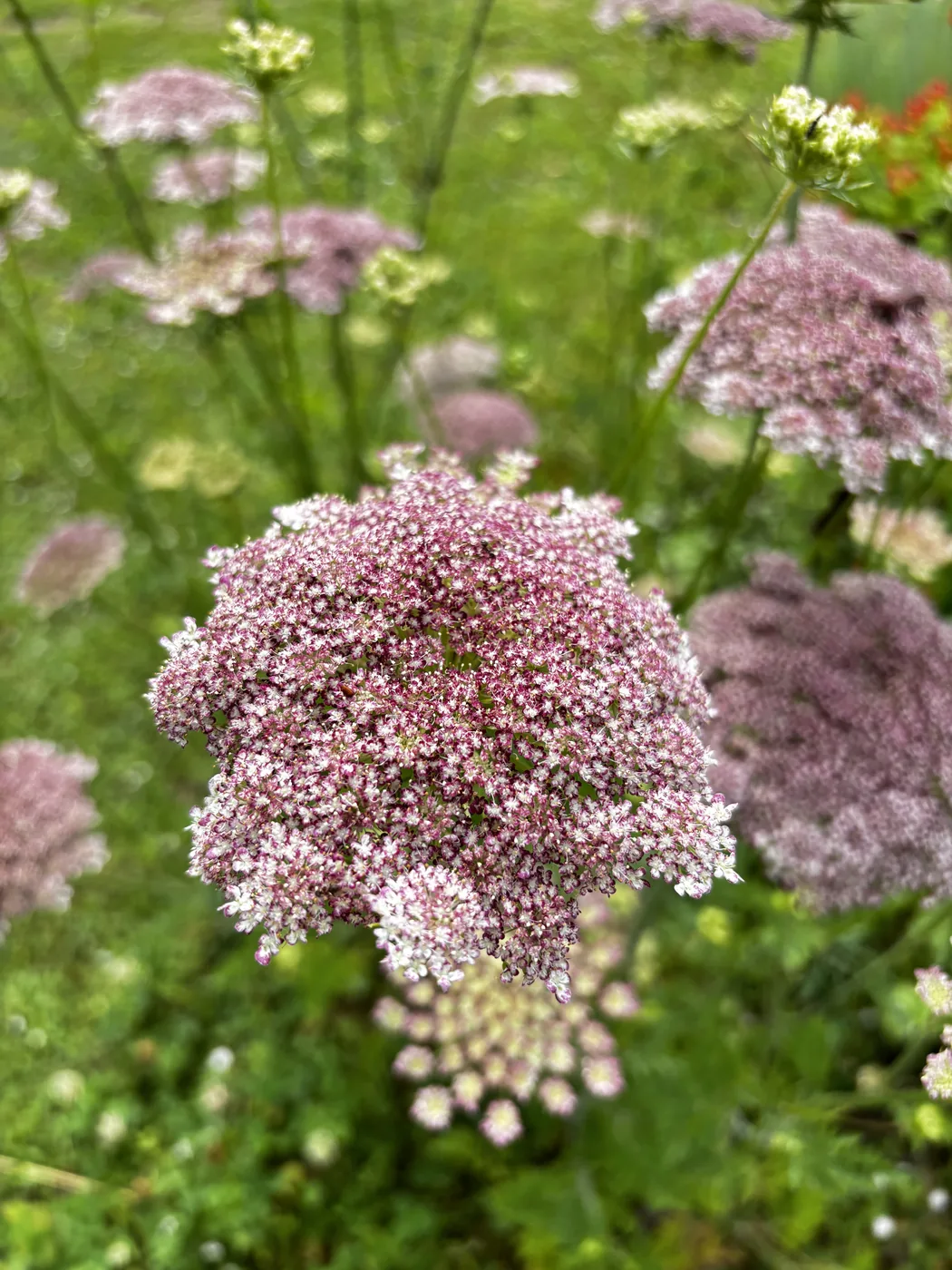 ブラックレースフラワーの花のアップ