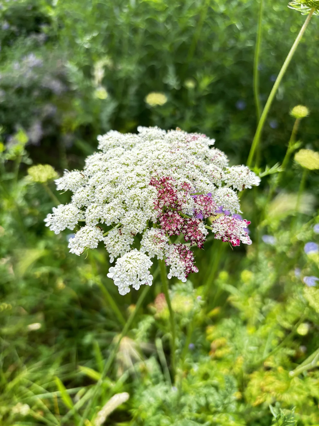 ブラックレースフラワーの花のアップ