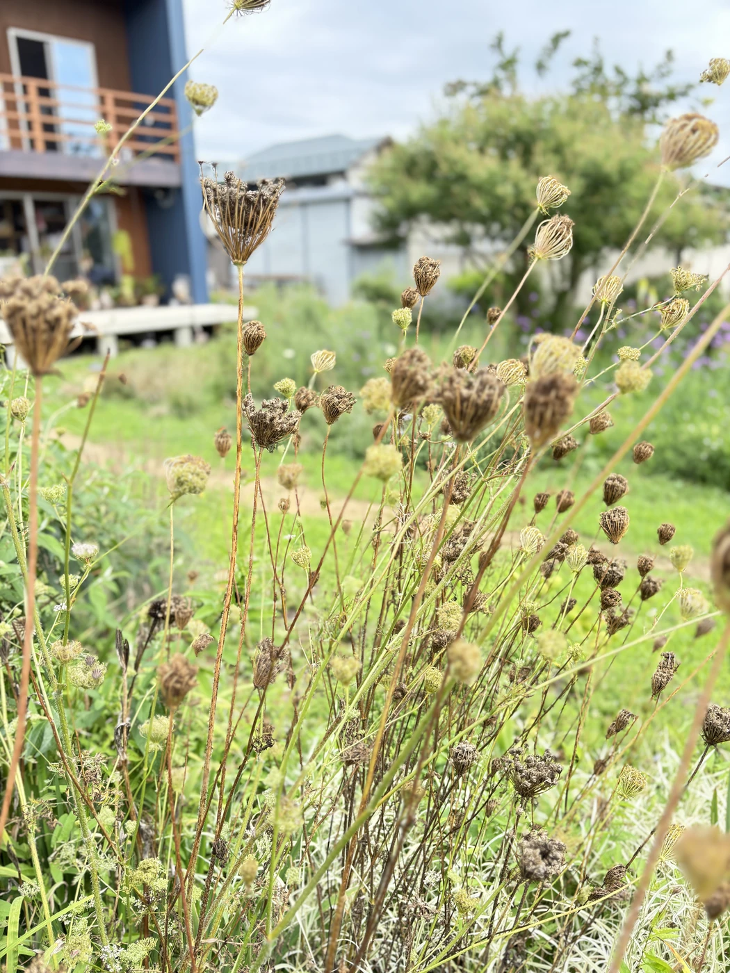 鳥の巣のように丸まったブラックレースフラワーの花がら