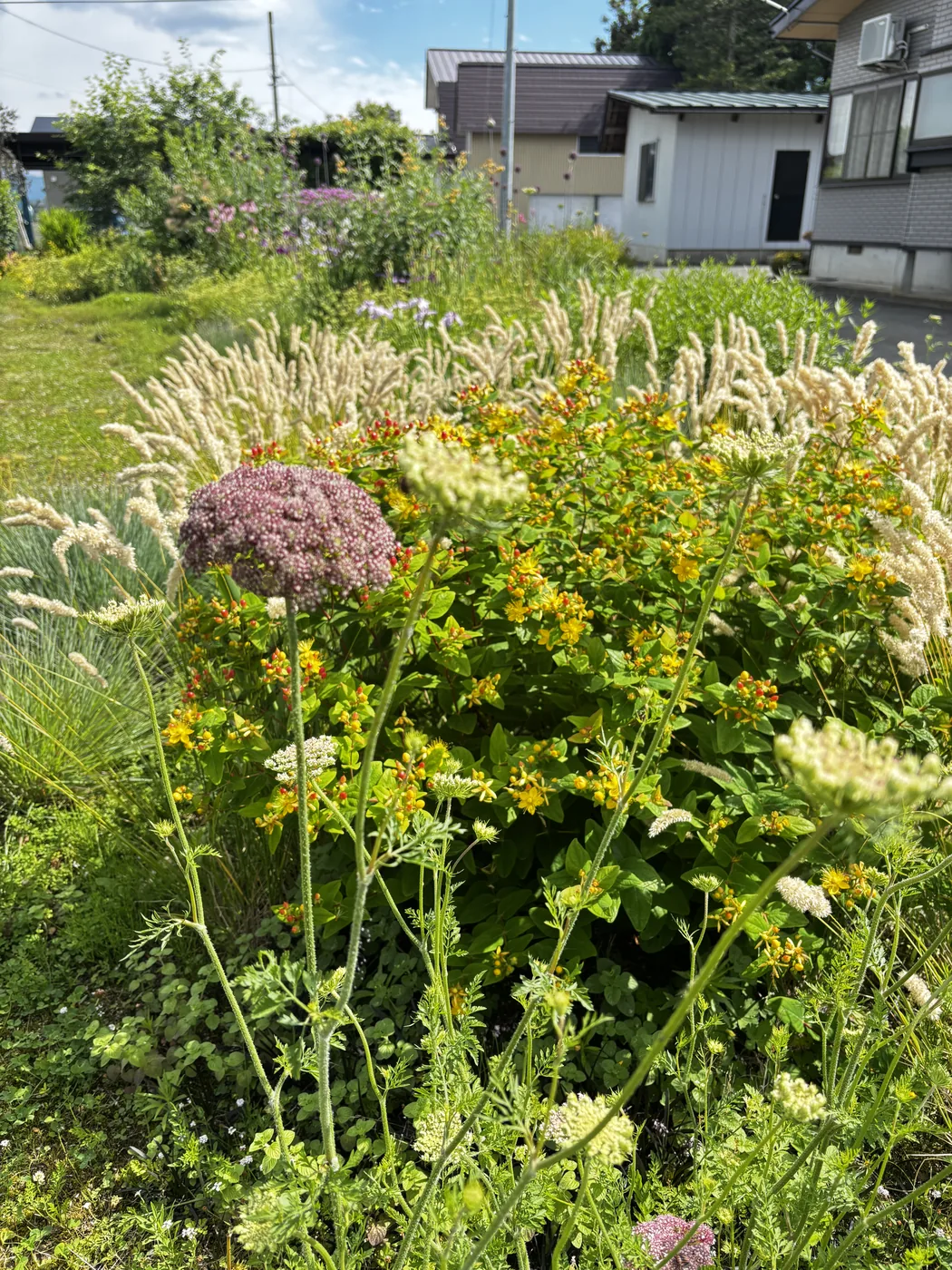 黄色い花と並んで咲くブラックレースフラワーの庭