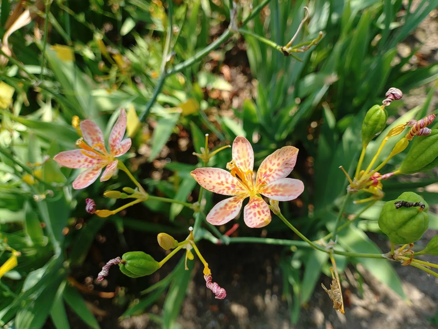淡い色の赤橙のダルマヒオウギ