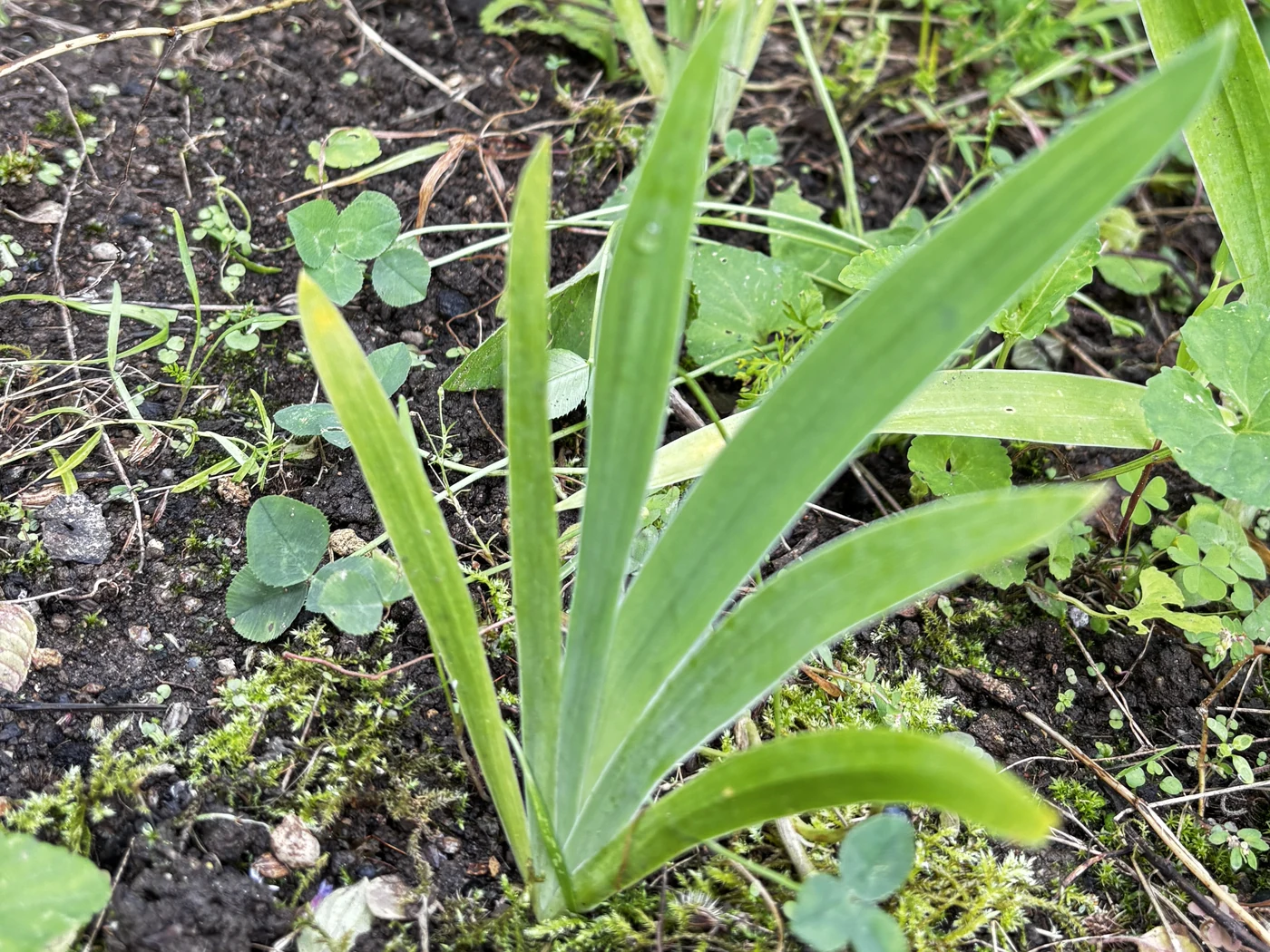 種から芽が出て1〜2年目くらいのダルマヒオウギの株