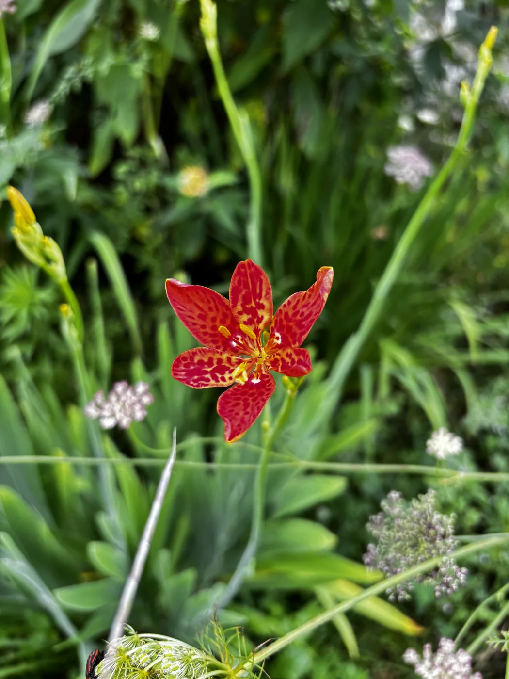 ダルマヒオウギの花のアップ