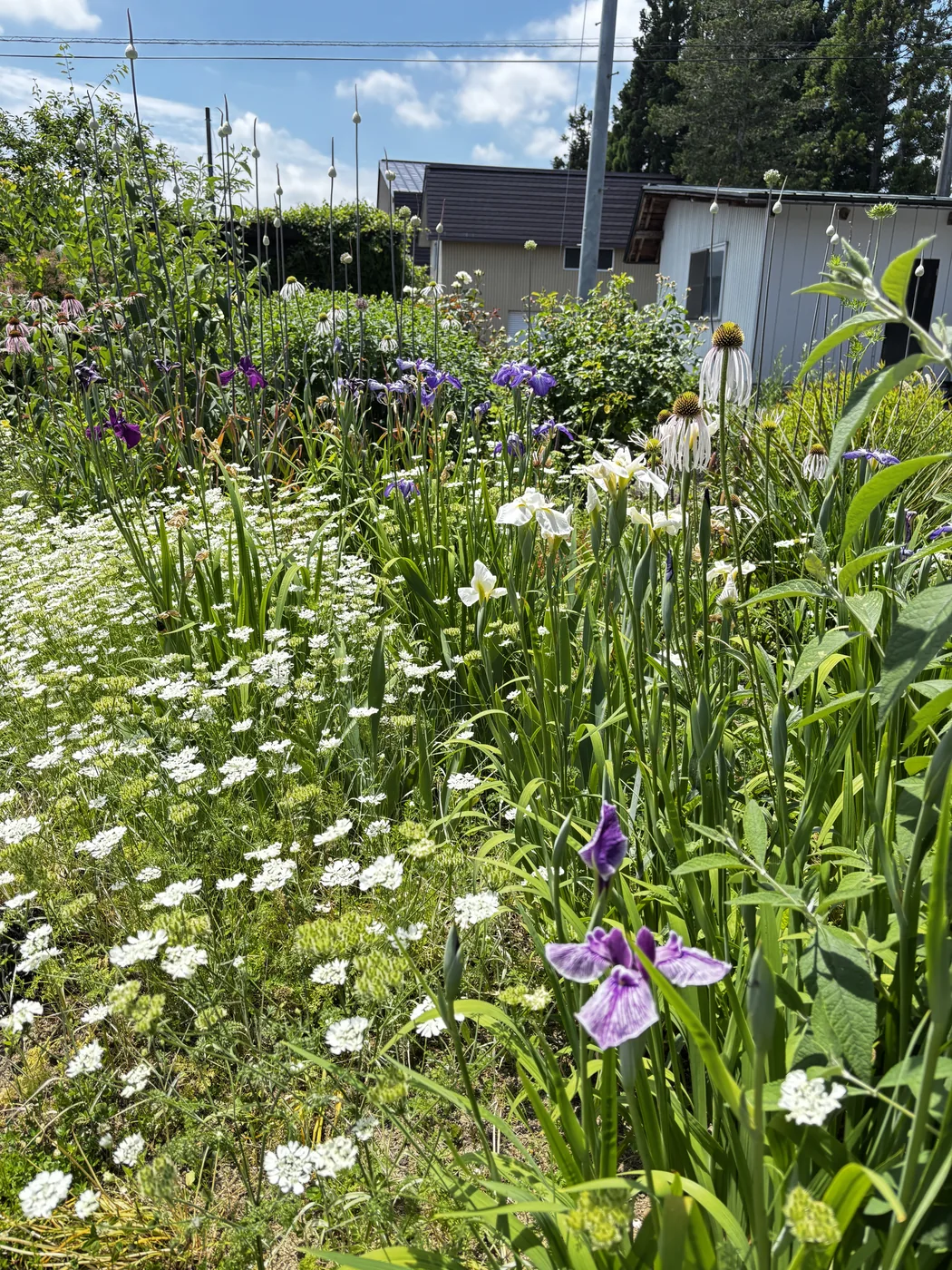 手前の白い花はオルレア。奥は同じ長井古種のほかの品種たち