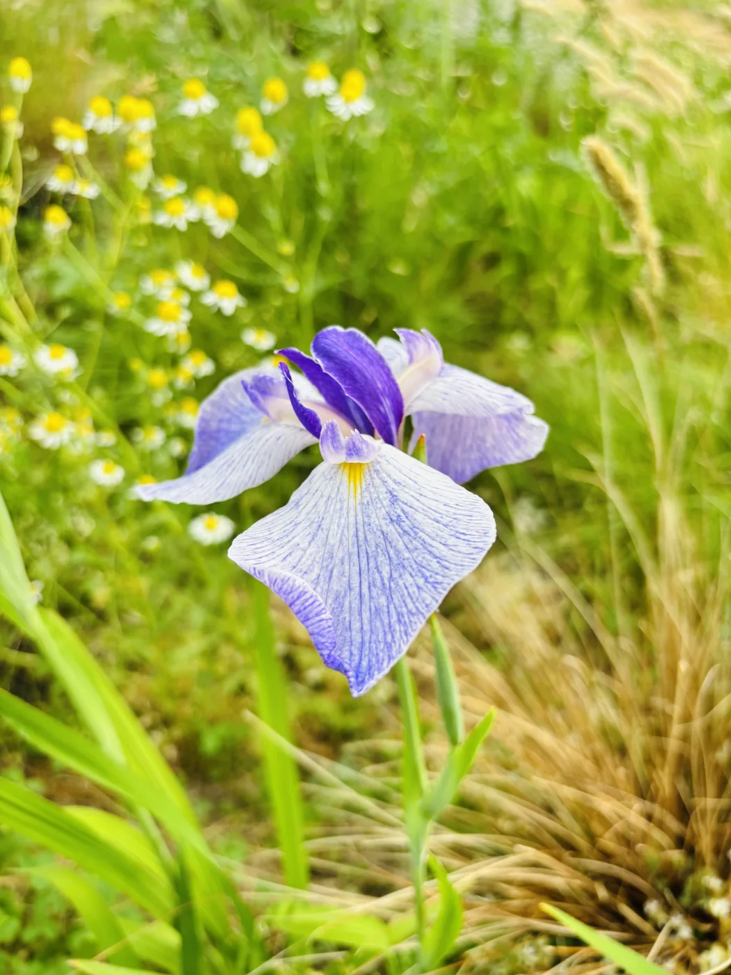 紬娘の花のアップ