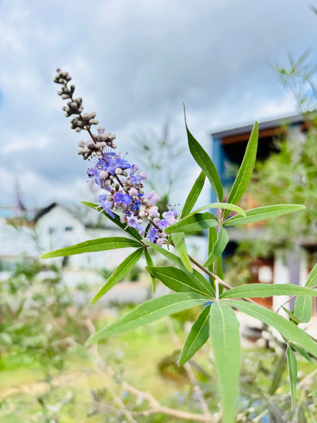 親の木のセイヨウニンジンボクの花。青紫の小さな花が穂になって咲いている