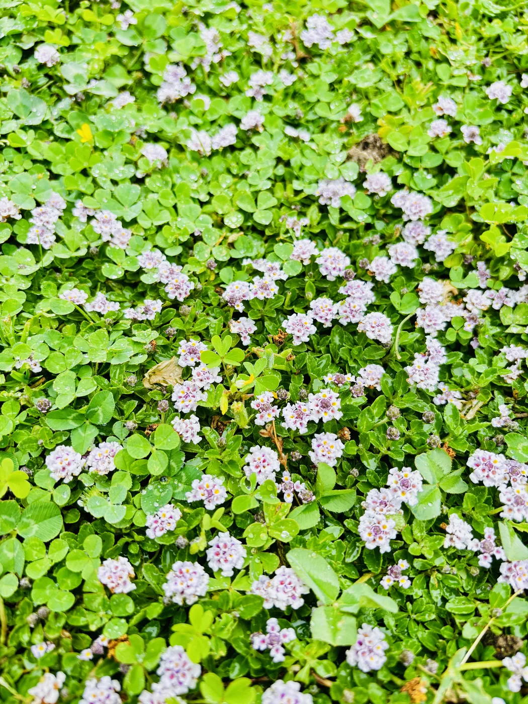イワダレソウの薄ピンクの小さな花のアップ