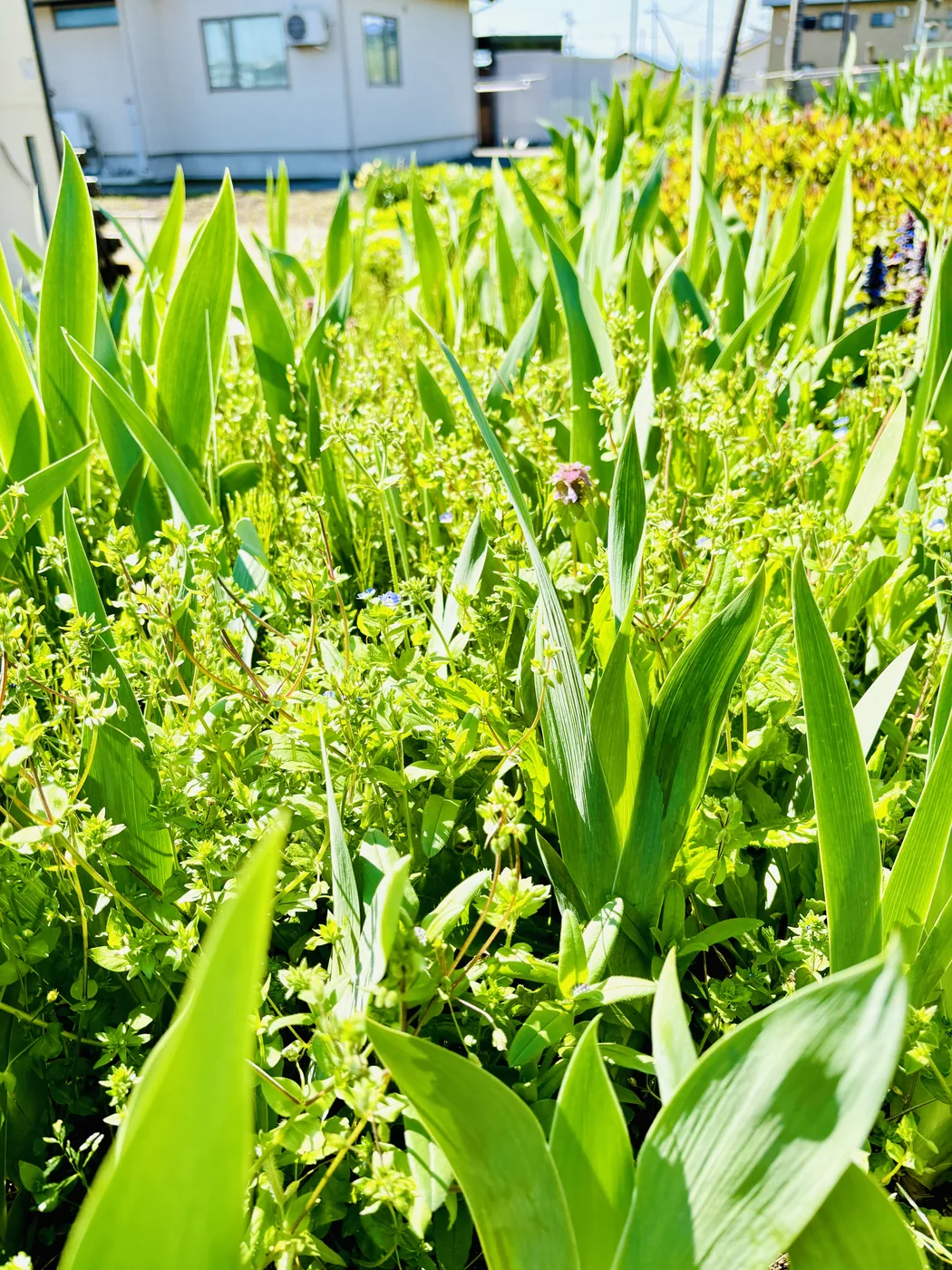 ジャーマンアイリスの葉のあいだに雑草が茂っている