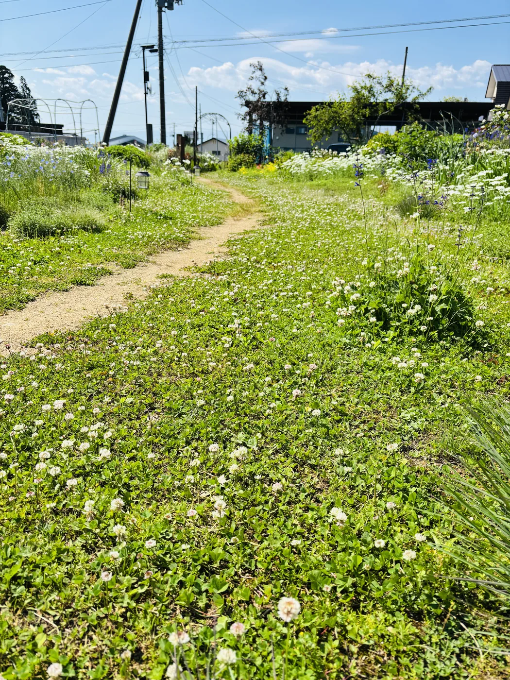 草が伸びた状態の庭の小道