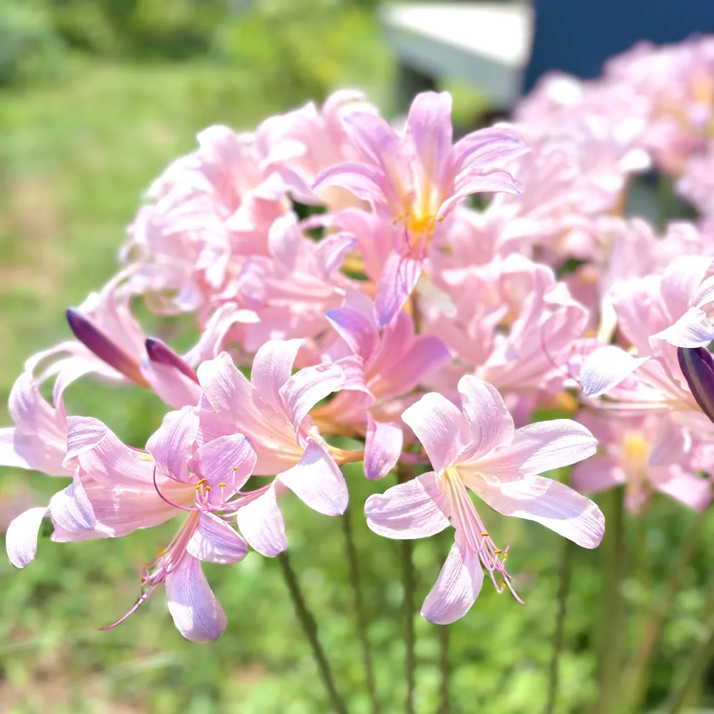 庭でかたまって咲く夏水仙の花