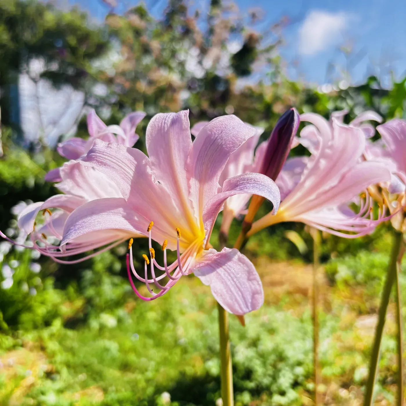 青空の下で咲いた夏水仙の薄いピンクの花