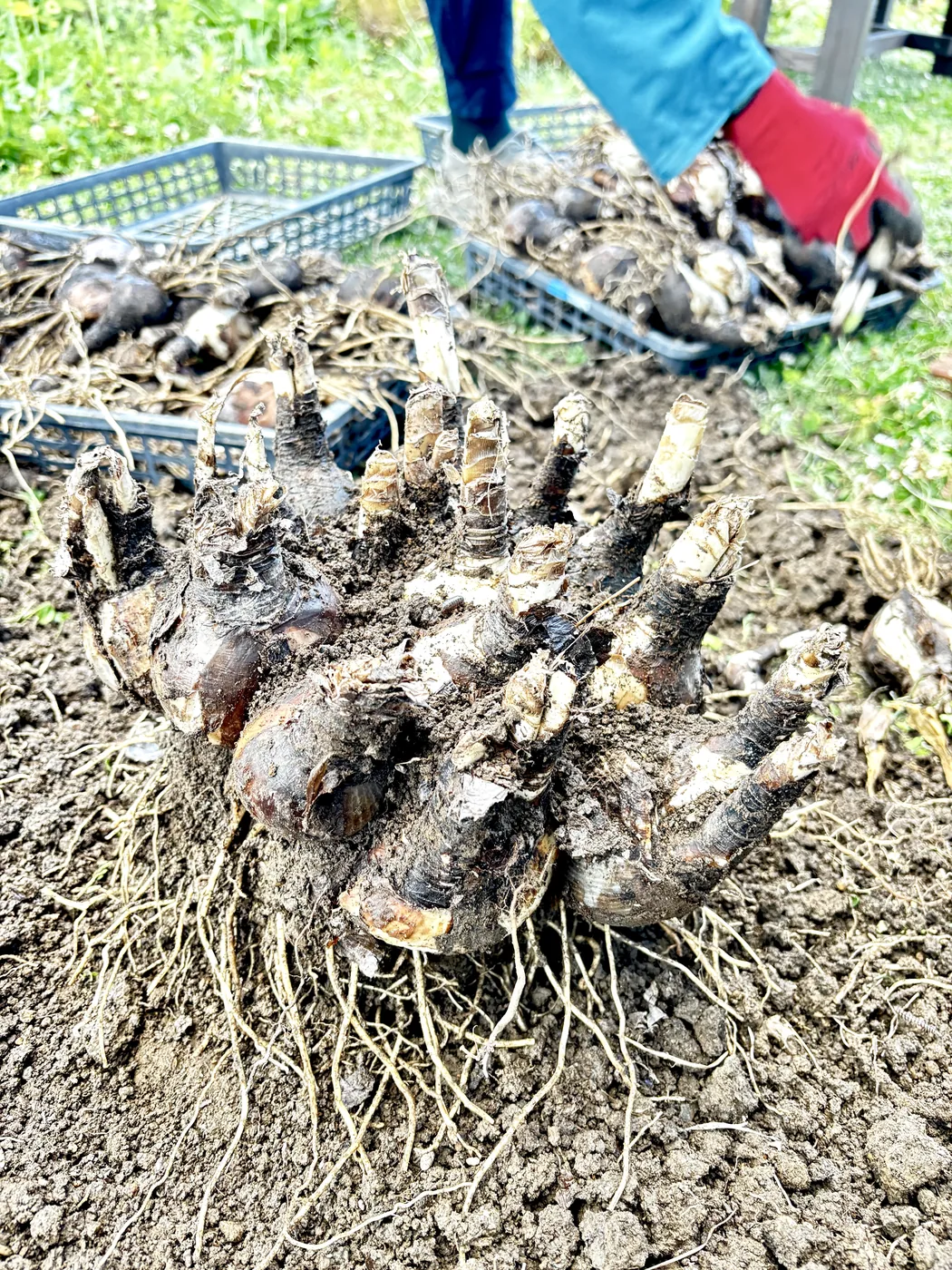 分球して塊になった夏水仙の球根を持ち上げたところ