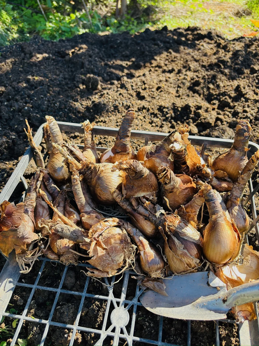 掘り上げてカゴに並べた夏水仙の球根