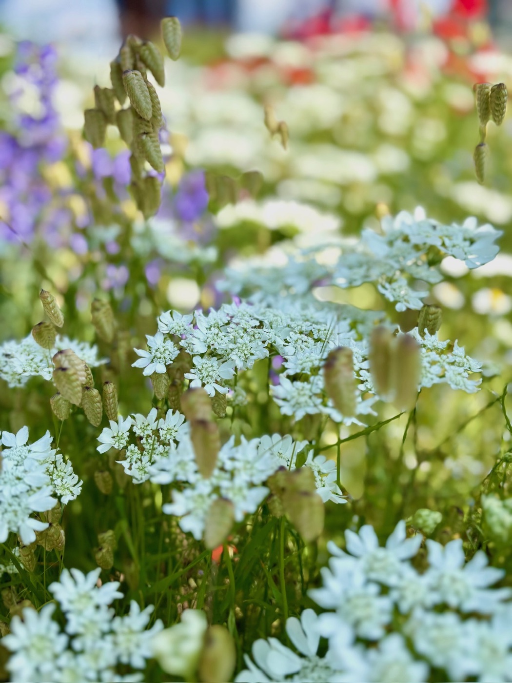 小判草や紫の花とともに、やわらかな光の中で咲くオルレア
