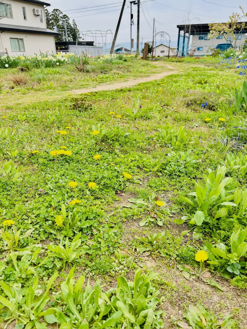 庭に黄色いタンポポの花がいくつも咲いている