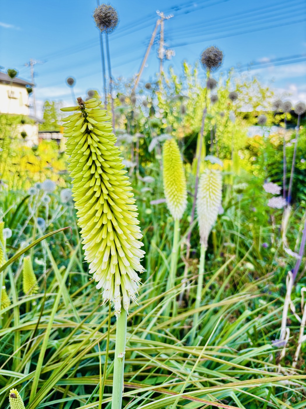 翡翠色の蕾から白い花へと咲きあがるトリトマ「グリーンジェイド」