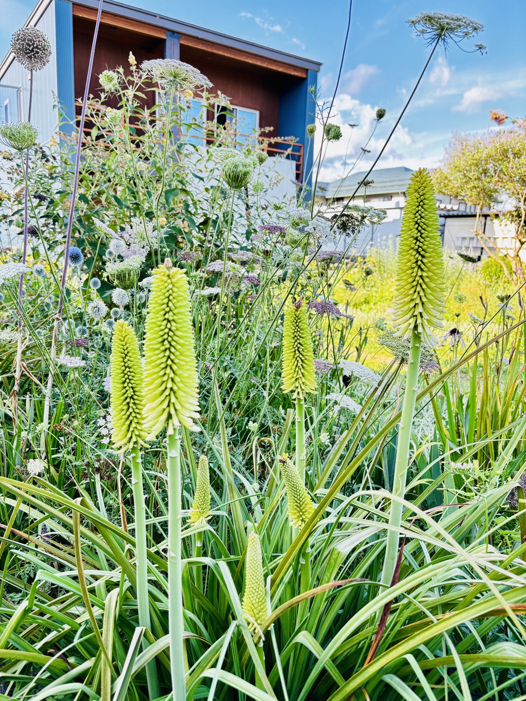 株から何本もの花穂が立ちあがるトリトマ「グリーンジェイド」の株姿