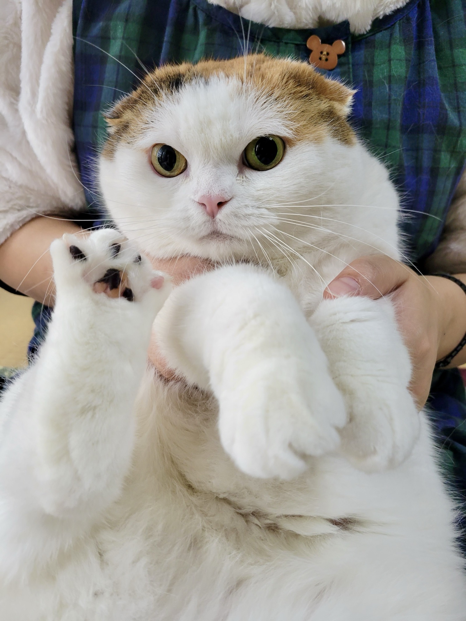 お預かりした愛猫の写真