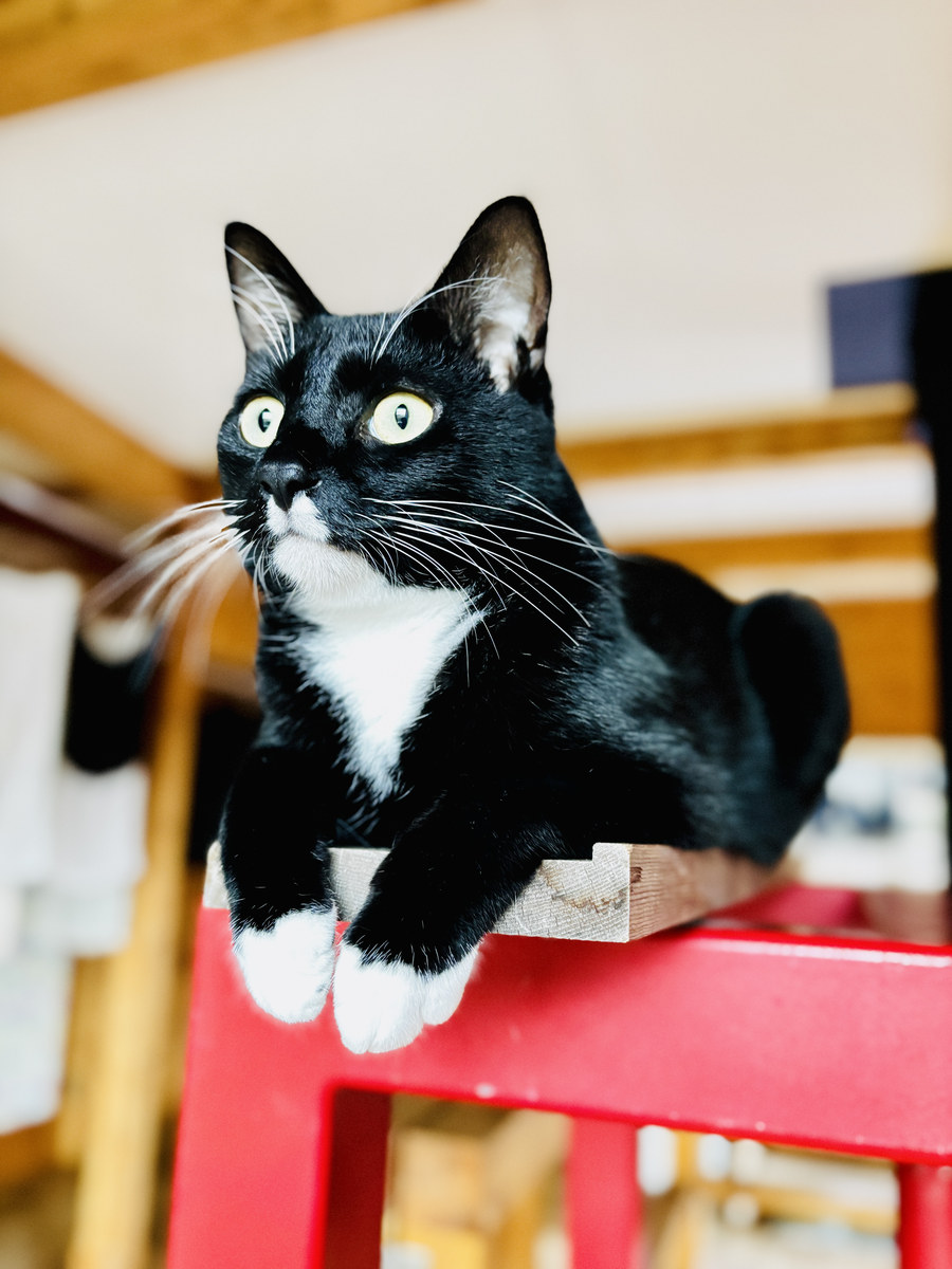 赤い台の上で前足をそろえて伏せている黒白の猫のお写真