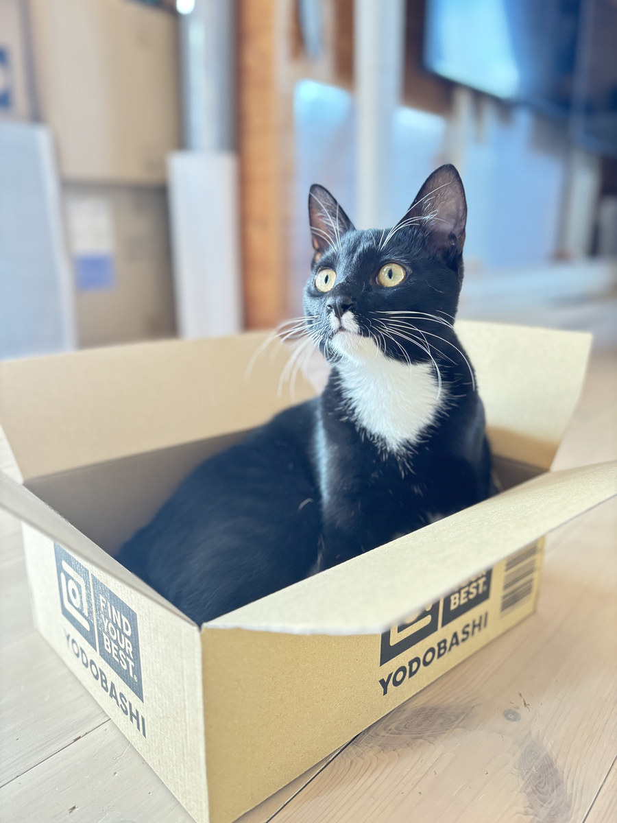 段ボール箱に入って見上げている黒白の猫のお写真
